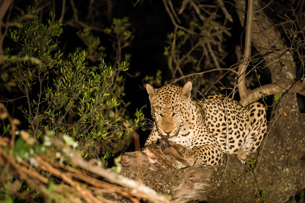 Maninghi Lodge Hoedspruit Buitenkant foto