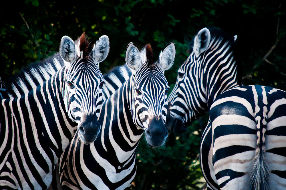 Maninghi Lodge Hoedspruit Buitenkant foto